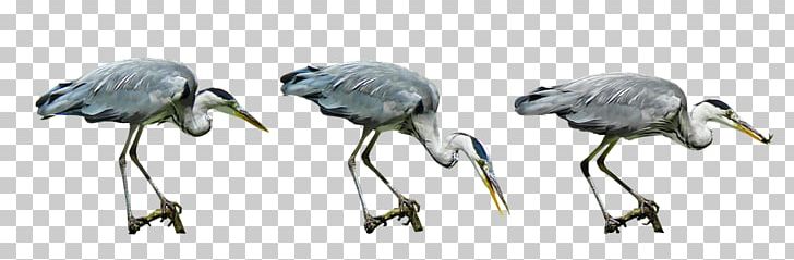 Beak Water Bird PNG, Clipart, Animal, Animal Figure, Animals, Ardeinae, Beak Free PNG Download
