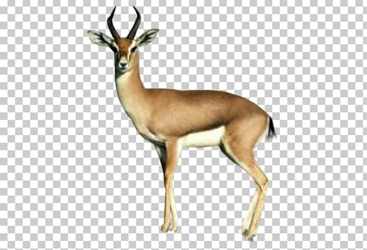 Springbok Deer Antelope Computer Icons PNG, Clipart, Albom, Animals, Animation, Antelope, Antler Free PNG Download