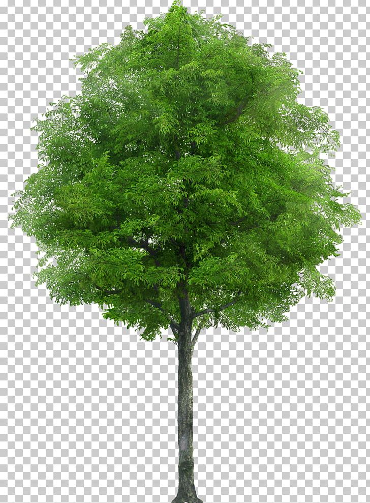 Tree Oak Stock Photography Apple PNG, Clipart, Apple, Apple Tree, Branch, Dawn Redwood, Evergreen Free PNG Download