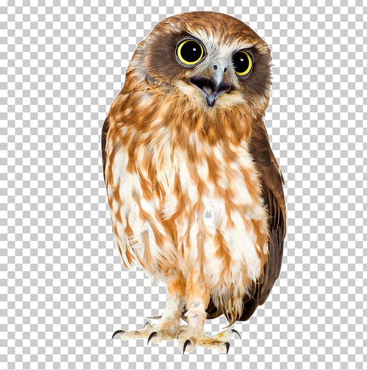 Barn Owl Bird Eurasian Eagle-owl Great Horned Owl PNG, Clipart, Barn Owl, Barred Owl, Beak, Bird, Bird Of Prey Free PNG Download