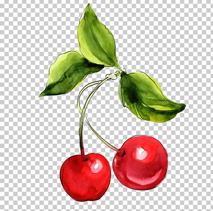 Cherry Watercolor Painting Fruit PNG, Clipart, Drawing, Euclidean Vector, Food, Fruit Nut, Gratis Free PNG Download