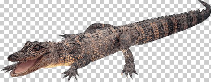 Crocodile Portable Network Graphics Alligators Transparency PNG, Clipart, Agamidae, Alligator, Alligators, Animal Figure, Animals Free PNG Download