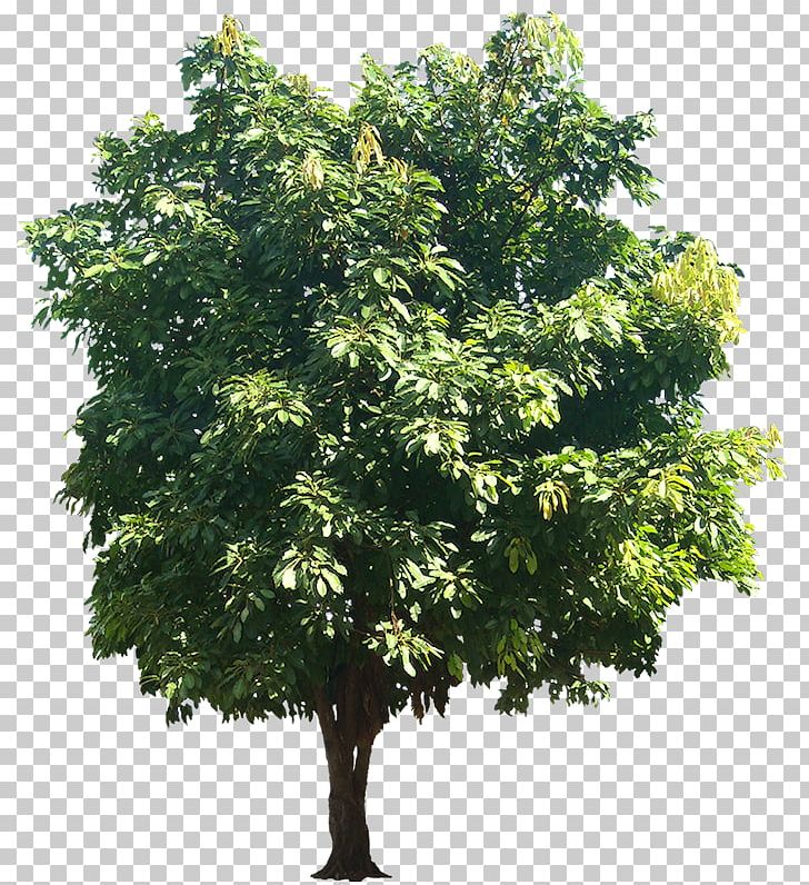 Ficus Virens Populus Alba Quercus Suber Banyan Plant PNG, Clipart, Banyan, Branch, Cottonwood, Desktop Wallpaper, Evergreen Free PNG Download