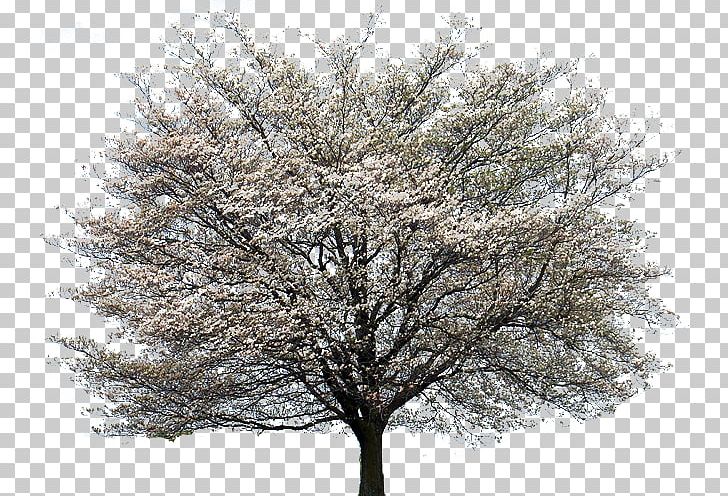 Flowering Dogwood Kousa Dogwood Tree Cornus Alternifolia PNG, Clipart