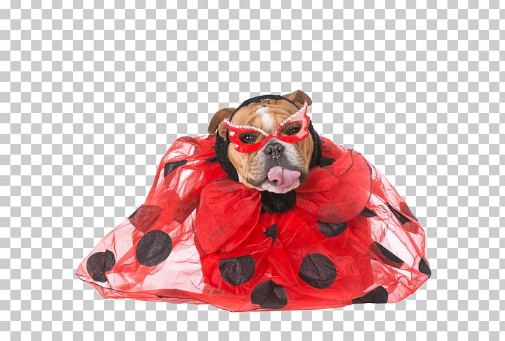 French Bulldog Puppy Stock Photography PNG, Clipart, Bulldog, Costume, Depositphotos, Dog, Dog Clothes Free PNG Download
