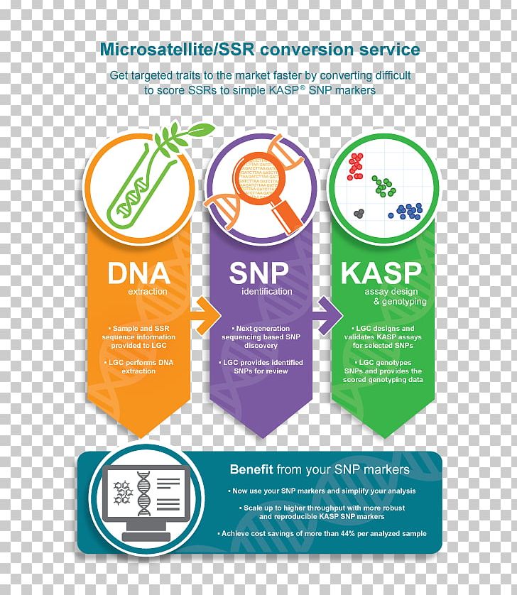 Single-nucleotide Polymorphism Microsatellite Genetic Marker Kompetitive Allele Specific PCR Genotyping PNG, Clipart, Advertising, Area, Brand, Diagram, Dna Free PNG Download