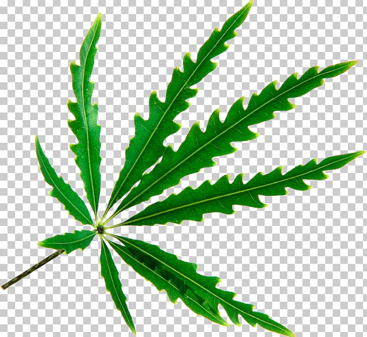 Spikenard Leaf Cannabis Plerandra Elegantissima Photography PNG, Clipart, Araliaceae, Autumn Leaves, Cannabis, Fall Leaves, Food Free PNG Download