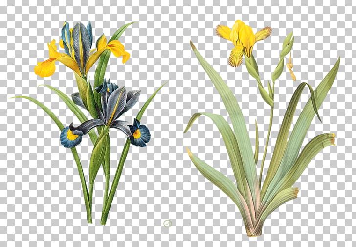 The Most Beautiful Flowers Pierre-Joseph Redouté (1759-1840) Botany PNG, Clipart, Art, Artist, Botanical Illustration, Crocus, Flora Free PNG Download