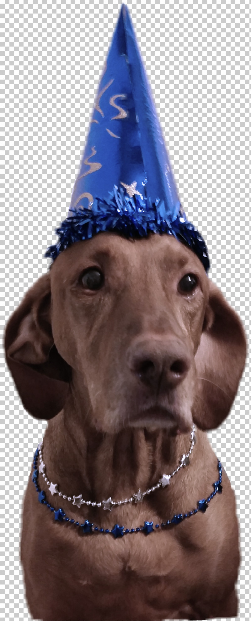 Party Hat PNG, Clipart, Dog, Dog Collar, Great Dane, Hat, Party Hat Free PNG Download