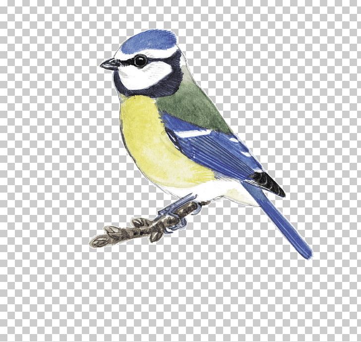 Blue Jay Finch Cobalt Blue Beak Chickadee PNG, Clipart, Beak, Bird, Blue, Blue Jay, Chickadee Free PNG Download