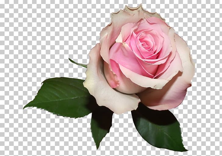 Centifolia Roses Flower Desktop PNG, Clipart, Blue Rose, Centifolia Roses, Color, Cut Flowers, Desktop Wallpaper Free PNG Download