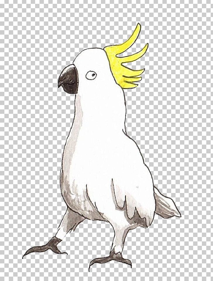 Sulphur-crested Cockatoo Chicken Macaw Bird Beak PNG, Clipart, Animals, Art, Beak, Bird, Cacatua Free PNG Download