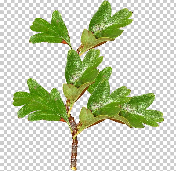 Twig Leaf Computer File PNG, Clipart, Background Green, Branch, Branches, Data Compression, Download Free PNG Download