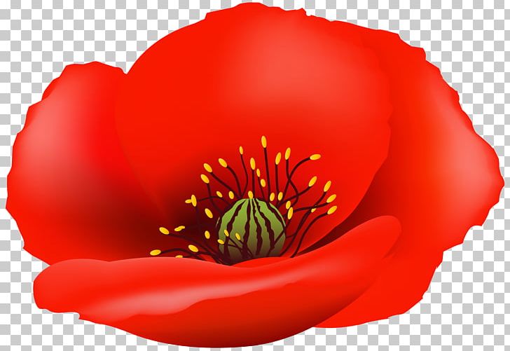 Poppy Portable Network Graphics Graphics PNG, Clipart, Art, Common Poppy, Coquelicot, Desktop Wallpaper, Flower Free PNG Download
