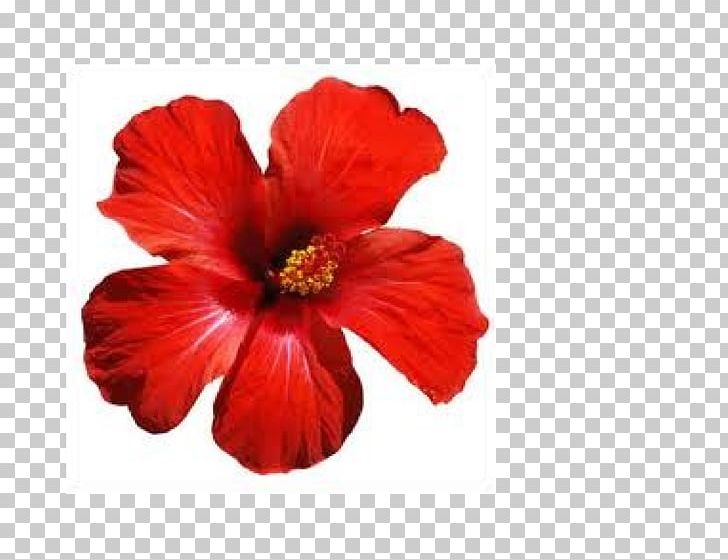 Shoeblackplant Hawaiian Hibiscus Flower Common Hibiscus Roselle PNG, Clipart, Bunga, China Rose, Chinese Hibiscus, Chrysanthemum, Come In Free PNG Download