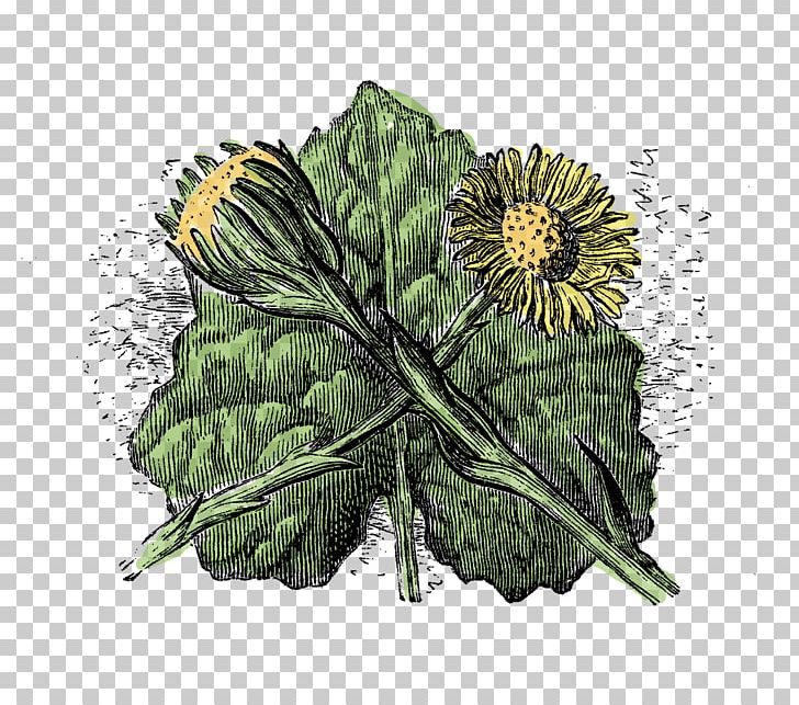 Wildflower Tussilago Plant Stem Botany PNG, Clipart, Antique, Botanical, Botany, Coloring Book, Cross Over Free PNG Download