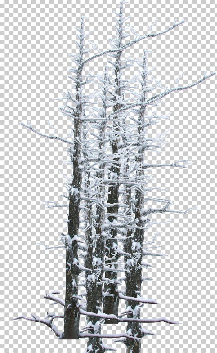 Winter Snow Tree Twig PNG, Clipart, Black And White, Branch, Branches, Download, Hard Rime Free PNG Download