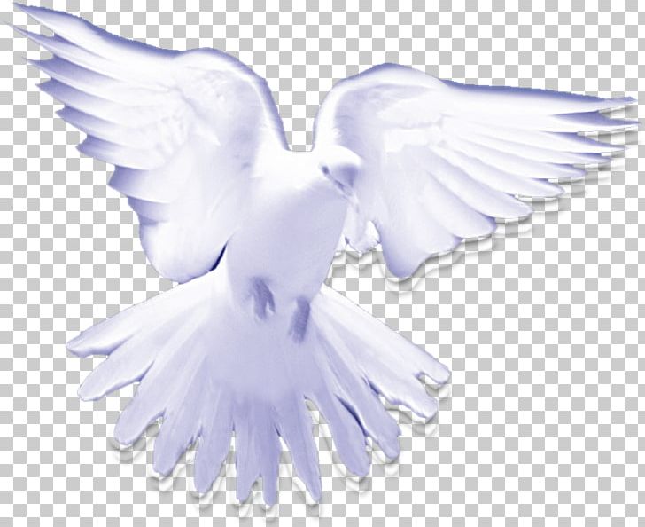 Christian Holy Spirit In Christianity Pigeons And Doves PNG, Clipart, Beak, Bird, Christian Church, Christian Clip Art, Christianity Free PNG Download