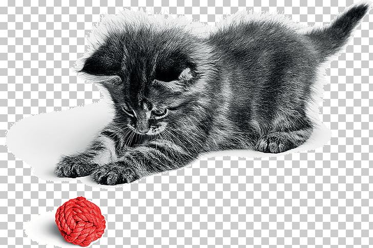 Kitten Cat Food Dog Royal Canin Maine Coon PNG, Clipart, Black, Black And White, Black Cat, Carnivoran, Cat Free PNG Download