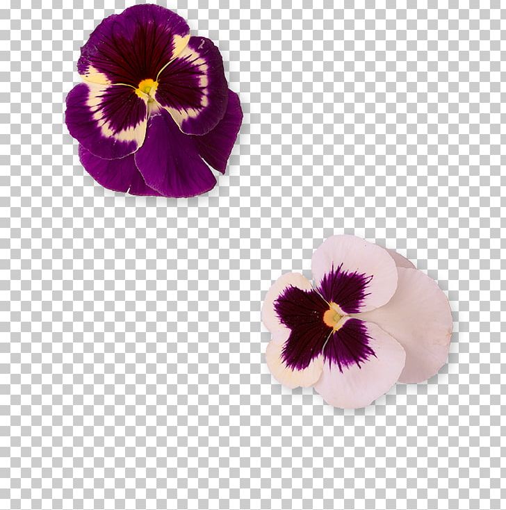 Pansy Violet Petal PNG, Clipart, Fallings Angels, Flower, Flowering Plant, Magenta, Pansy Free PNG Download