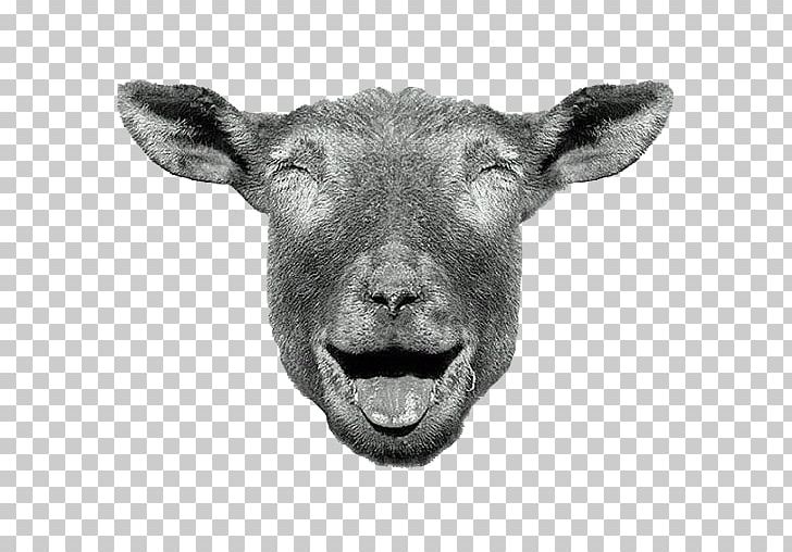 Sheep Farming Cat Laughter Sheep Milk PNG, Clipart, Black, Business, Cat, Cattle Like Mammal, Cow Goat Family Free PNG Download
