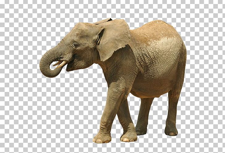 African Elephant Giraffe Asian Elephant Cheetah PNG, Clipart, Animal, Animals, Baby Elephant, Beast, Cute Elephant Free PNG Download
