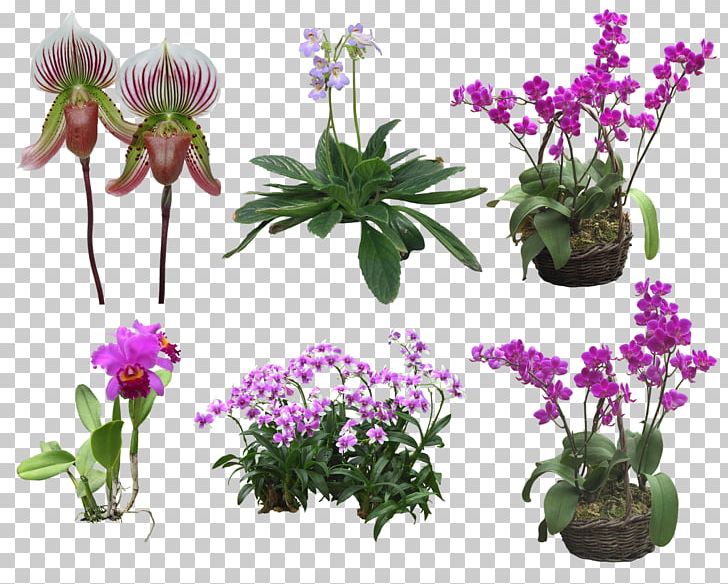 Floral Design Moth Orchids Flower PNG, Clipart, Annual Plant, Cut Flowers, Digital Image, Drawing, Flora Free PNG Download