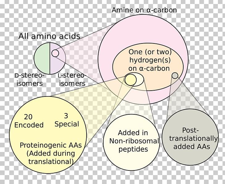 Non-proteinogenic Amino Acids Branched-chain Amino Acid PNG, Clipart, Acid, Amine, Amino Acid, Anabolism, Angle Free PNG Download