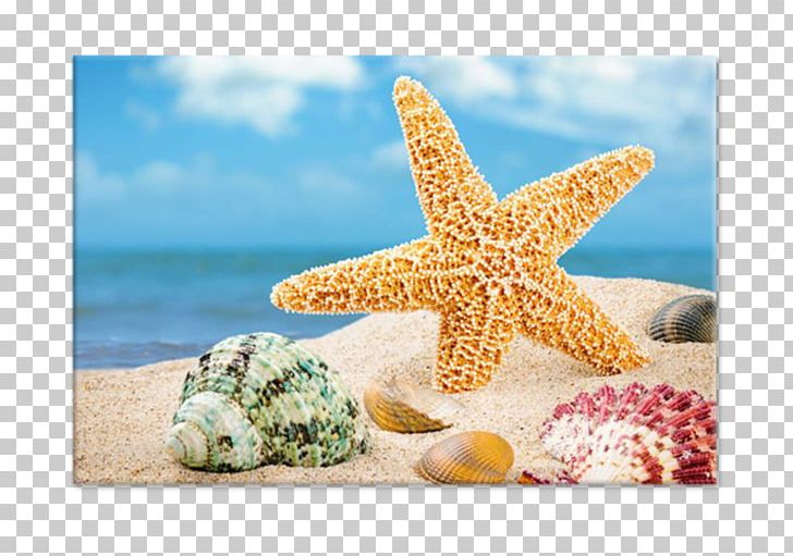 Shore Seashell Shell Beach Sand PNG, Clipart, Animals, Beach, Echinoderm, Invertebrate, Marine Biology Free PNG Download