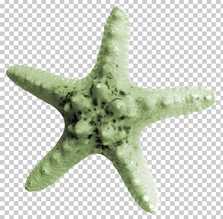 Starfish PNG, Clipart, Animals, Beautiful Starfish, Beauty, Beauty Salon, Blue Free PNG Download