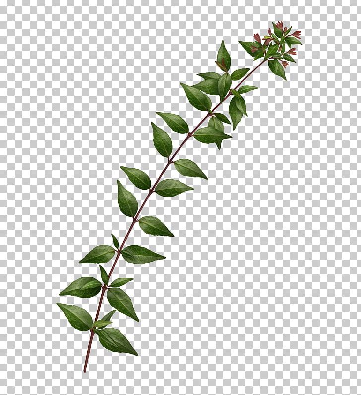 Twig Leaf Green PNG, Clipart, Background Green, Branch, Branches, Brown, Designer Free PNG Download