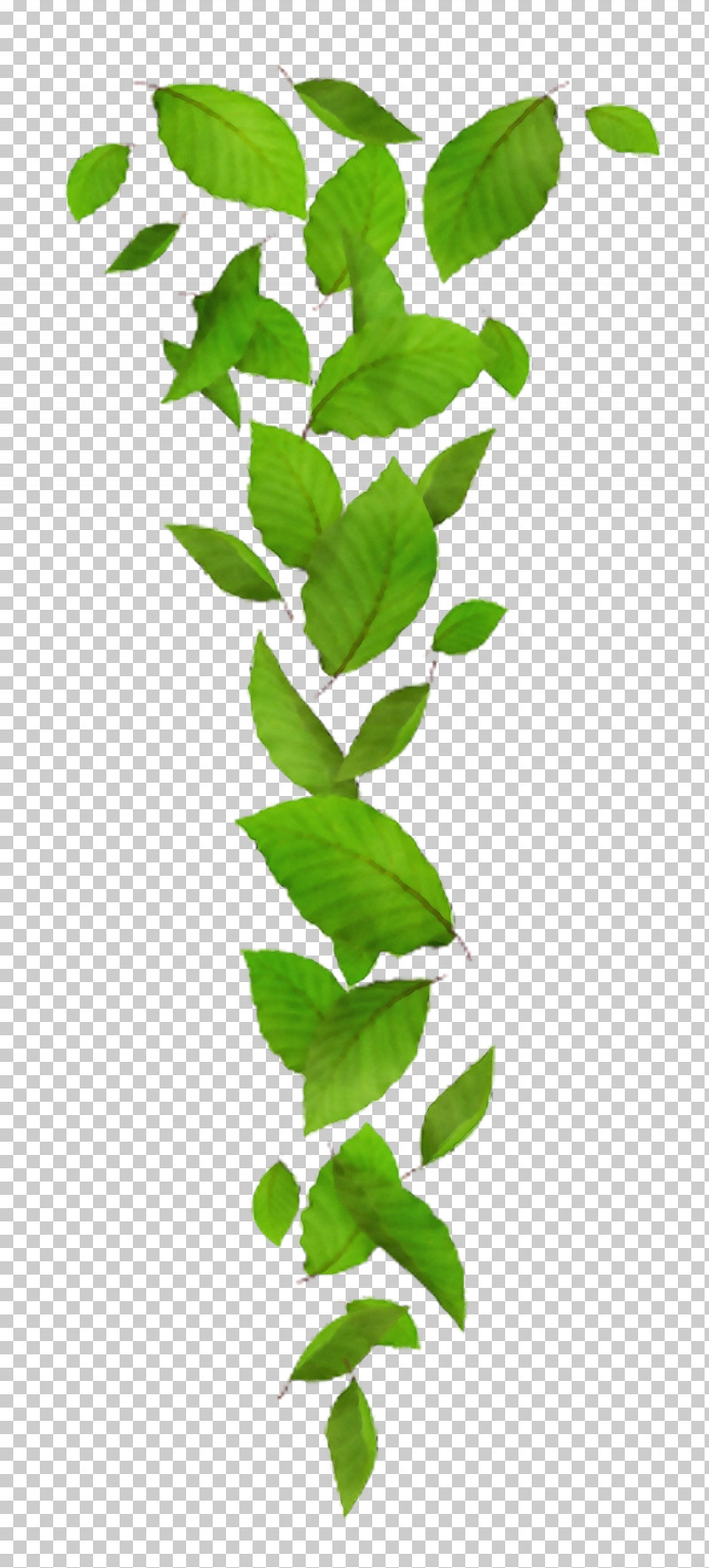 Plant Stem Leaf Green Plants Science PNG, Clipart, Biology, Green, Leaf, Paint, Plants Free PNG Download
