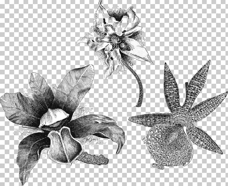 Angraecum Eburneum Cattleya Bicolor Flower Odontoglossum Drawing PNG, Clipart, Angraecum, Artwork, Black And White, Boat Orchid, Cattleya Bicolor Free PNG Download