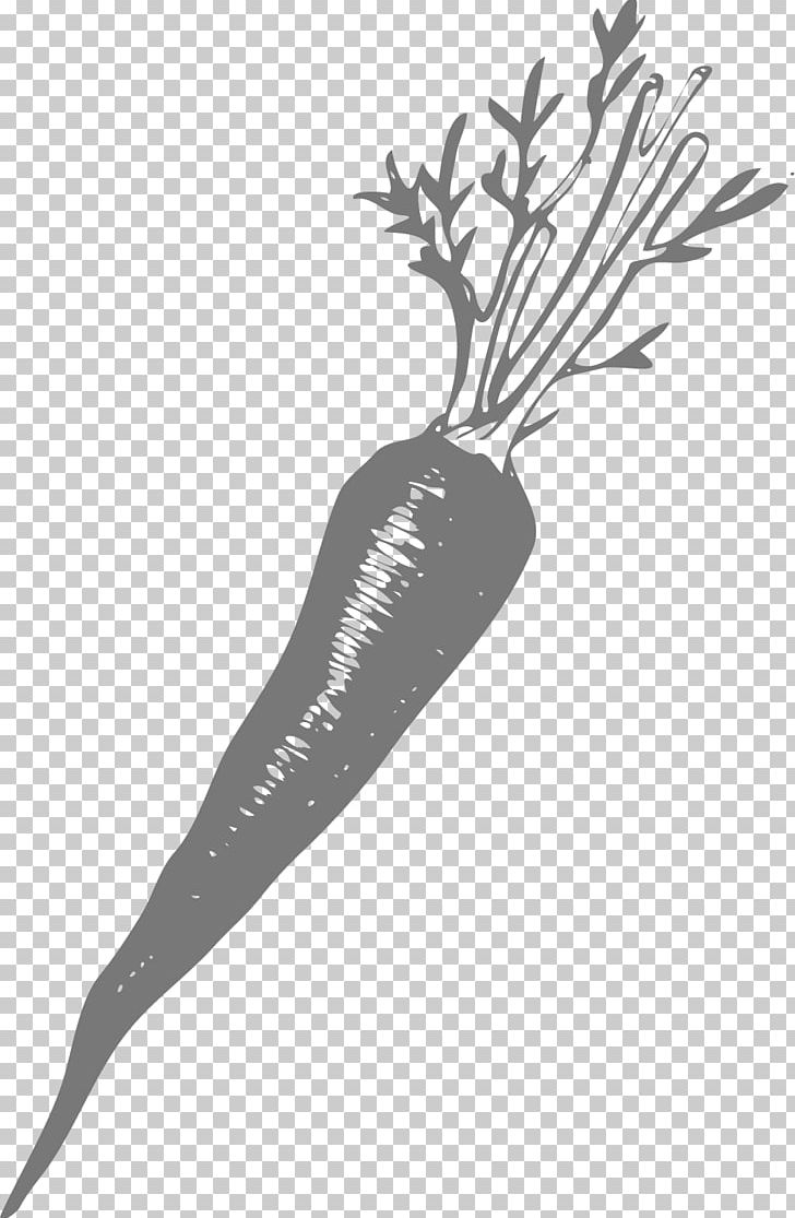 Carrot Euclidean PNG, Clipart, Bunch Of Carrots, Carrot Juice, Carrots, Carrot Vector, Cartoon Carrot Free PNG Download