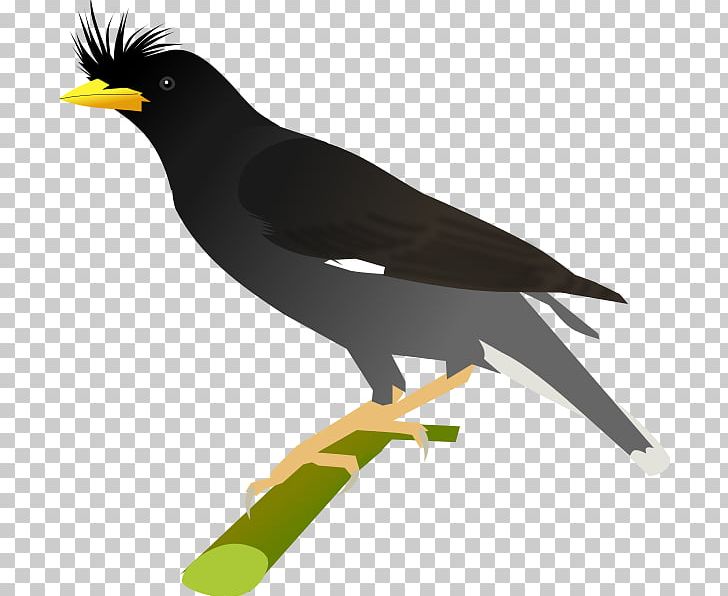 Common Myna Finches American Sparrows Old World Orioles Bird PNG, Clipart, Acridotheres, American Sparrows, Animals, Beak, Bird Free PNG Download