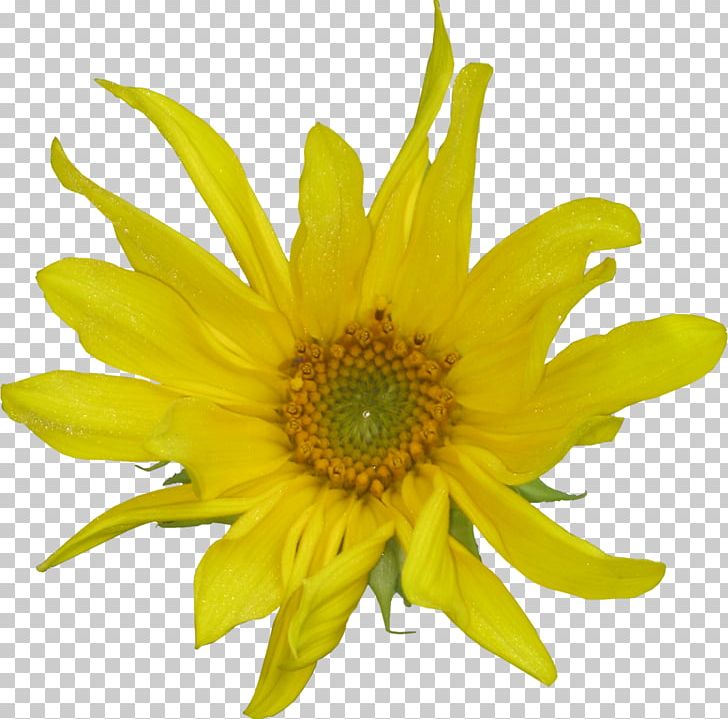 Common Sunflower Petal Cut Flowers Daisy Family PNG, Clipart, Annual Plant, Calendula Arvensis, Chrysanthemum, Chrysanths, Common Sunflower Free PNG Download