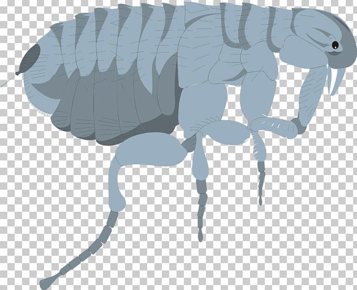 Insect Dog Mosquito Flea Cockroach PNG, Clipart, Ant, Biological, Biological World, Cat, Fauna Free PNG Download