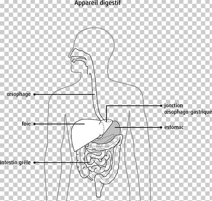Pancreas Digestion Human Digestive System Bile Human Anatomy PNG, Clipart, Abdomen, Angle, Arm, Cartoon, Esophagus Free PNG Download