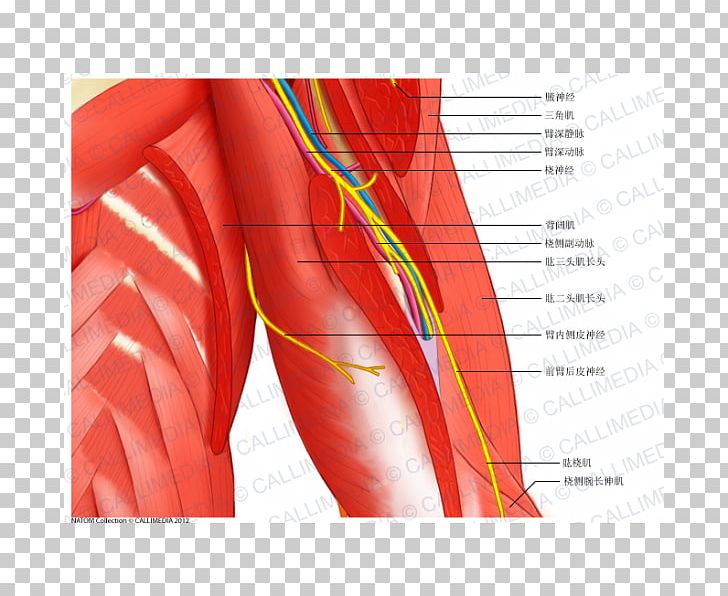 Shoulder Deltoid Muscle Arm Anatomy PNG, Clipart, Abdomen, Anatomy, Angle, Arm, Arm Muscle Free PNG Download