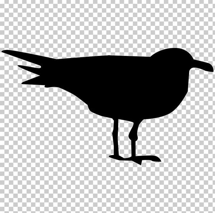 All About Birds Gulls Cornell Lab Of Ornithology Falcon PNG, Clipart, All About Birds, Animals, Auk, Beak, Bird Free PNG Download