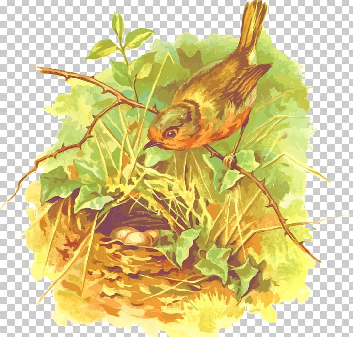 European Robin Bird Poster Nest Illustration PNG, Clipart, American Robin, Animal, Animals, Ant Nest, Art Free PNG Download