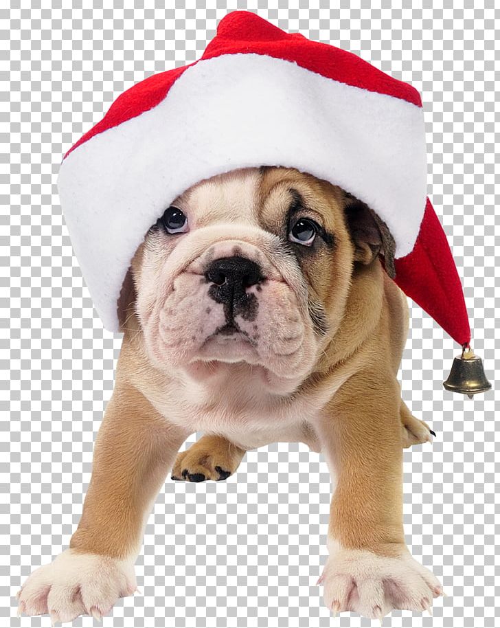 French Bulldog Toy Bulldog Old English Bulldog Santa Claus PNG, Clipart, Animals, British, Bulldog, Carnivoran, Christmas Card Free PNG Download