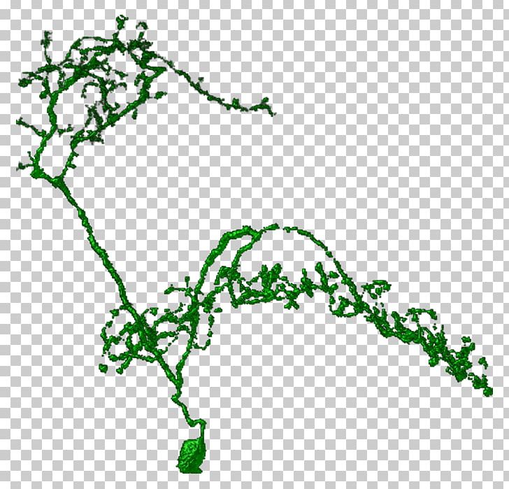 Leaf Green Plant Stem Line PNG, Clipart, Area, Branch, Branching, Flora, Green Free PNG Download