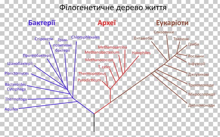 Phylogenetic Tree Phylogenetics Tree Of Life Evolution PNG, Clipart, Angle, Archaeans, Area, Bacteria, Biology Free PNG Download