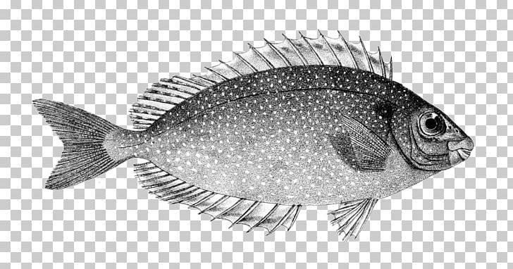 Pinspotted Spinefoot Siganus Canaliculatus Fish Vermiculated Spinefoot Orange-spotted Spinefoot PNG, Clipart, Black And White, Fauna, Marine Biology, Northern Red Snapper, Oily Fish Free PNG Download