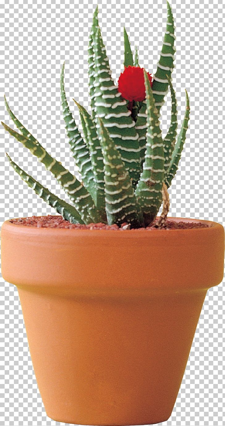 Citroën Cactus M Flowerpot Houseplant Aloe Vera PNG, Clipart, Aloe, Aloe Vera, Cactus, Citroen, Flowerpot Free PNG Download