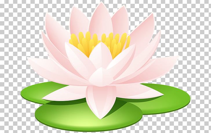 Nelumbo Nucifera Lilium Nymphaea Lotus PNG, Clipart, Aquatic Plant, Closeup, Computer Wallpaper, Encapsulated Postscript, Flora Free PNG Download