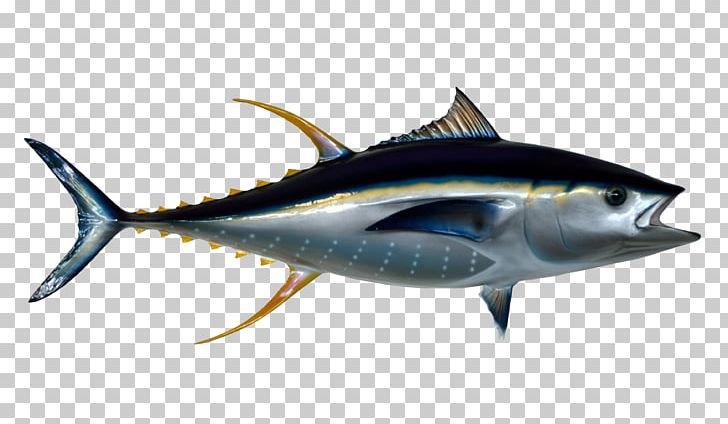 Thunnus Fish PNG, Clipart, Animal, Animals, Aquatic, Atlantic Bluefin Tuna, Bonito Free PNG Download