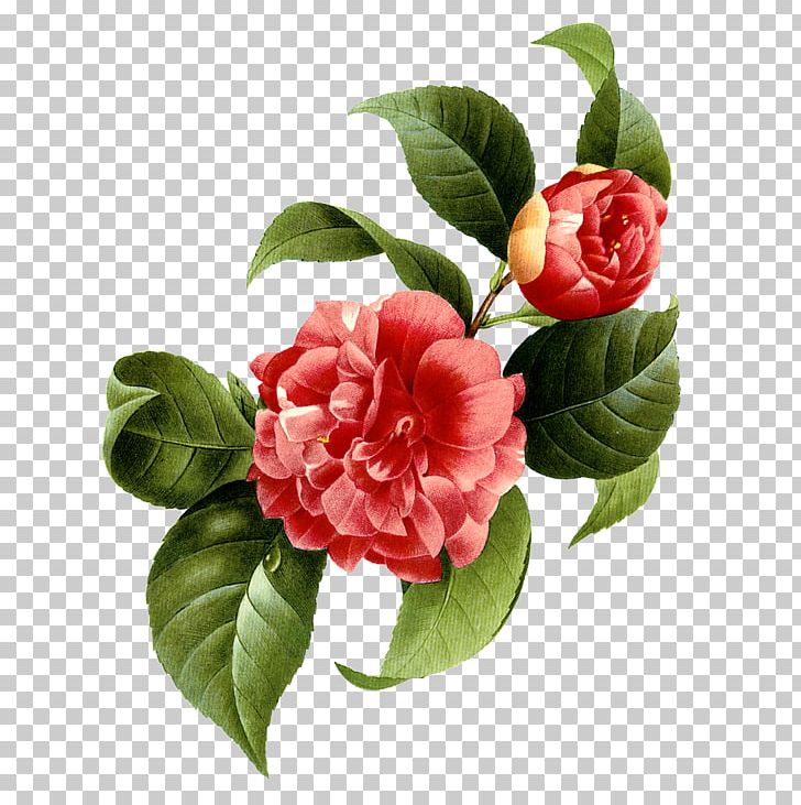 Japanese Camellia Flower Photography PNG, Clipart, Camellia, Flower Bouquet, Flowering Plant, Flower Pattern, Flowers Free PNG Download