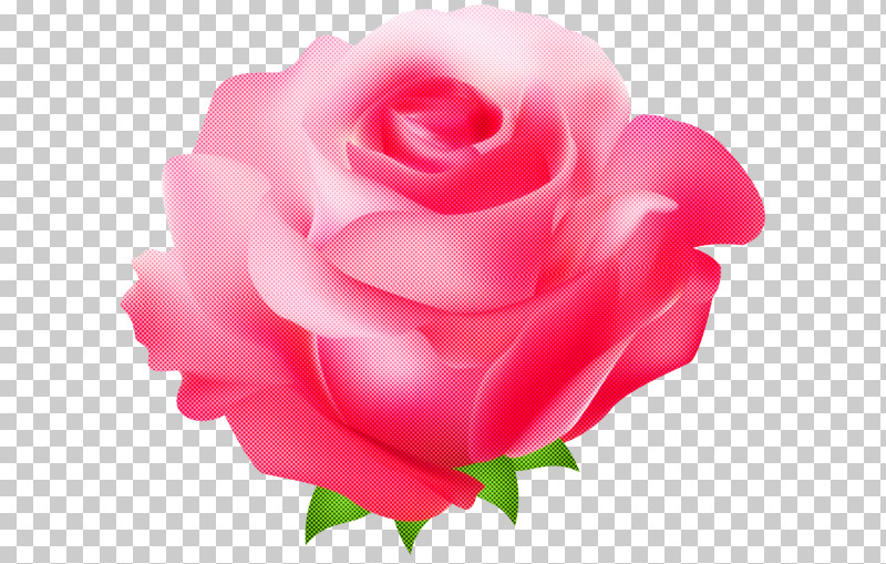Garden Roses PNG, Clipart, Floribunda, Flower, Garden Roses, Hybrid Tea Rose, Petal Free PNG Download